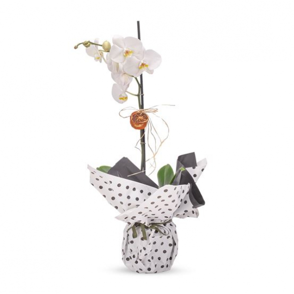  Altınova Çiçek Gönder Tekli Beyaz Orkide Tasarım Aranjmanı