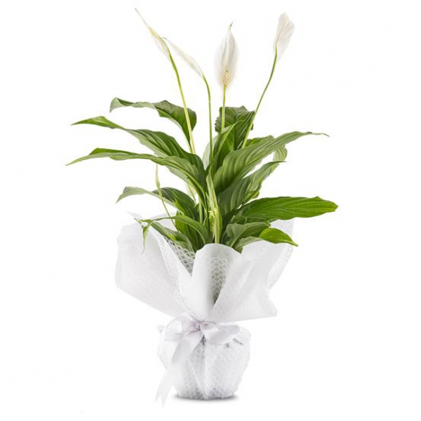  Altınova Çiçek Gönder Saksı Spatifilyum Çiçeği