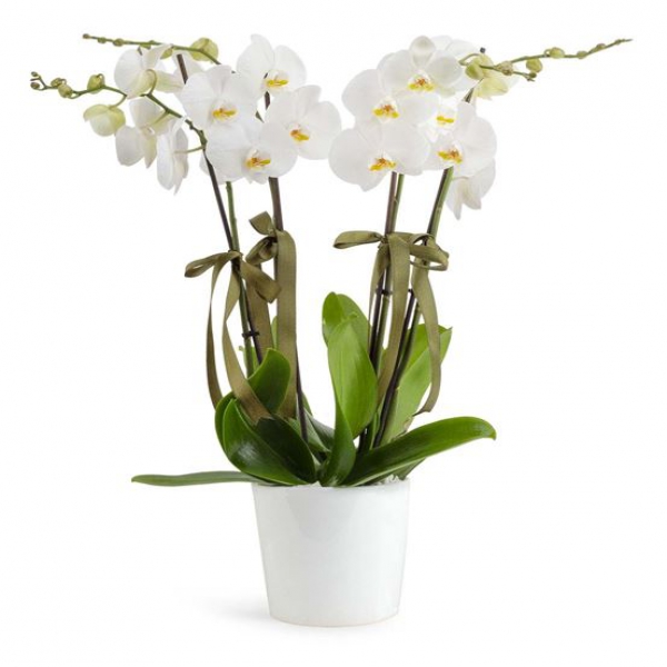  Altınova Çiçek Siparişi Saksı Phalaenopsis Dörtlü Beyaz Orkide